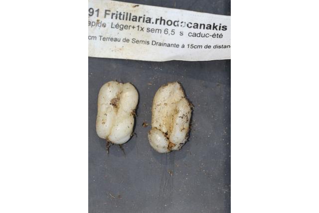 Rhodos fritillaria