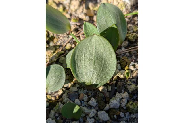 Turkse fritillaria