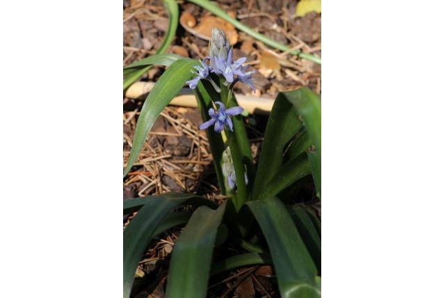 Hyacinthoides van ceder bossen