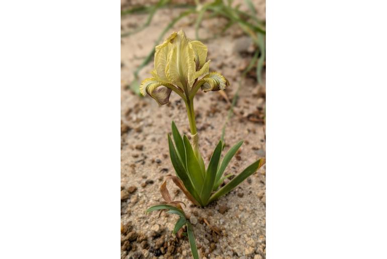 Iris pseudopumila&nbsp;9592