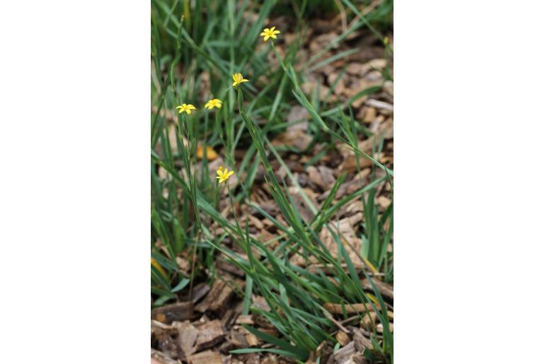 Sisyrinchium patagonicum -9618