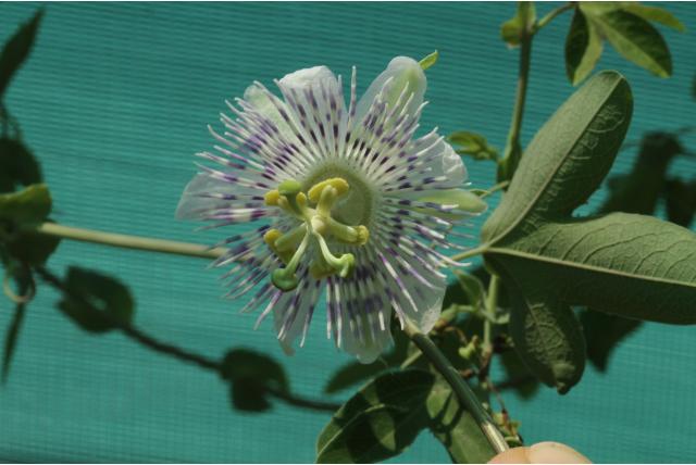 Tucumán passiebloem