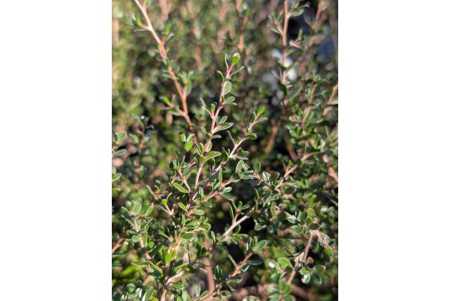 Ericabladige hypocalymma