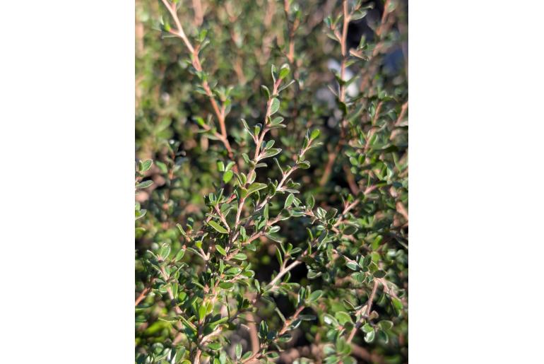 Hypocalymma ericifolium&nbsp;10472