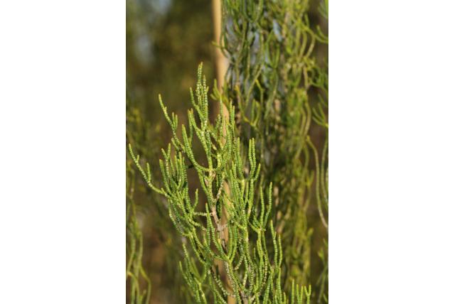 Melaleuca met klein blad