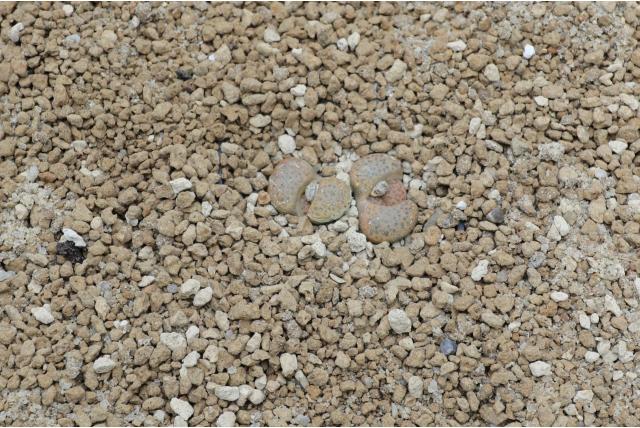 Levende steentjes met tawny bloemhoofd