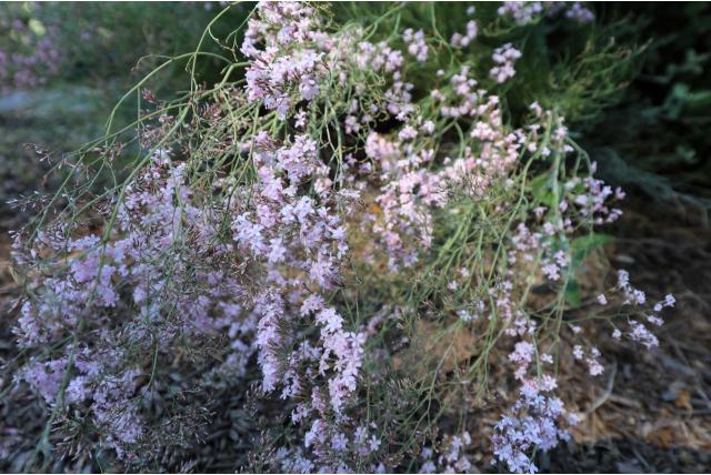 Zee lavendel