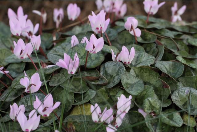 Libanese cyclaam