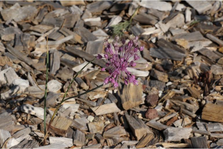 Allium huber-morathii -10792