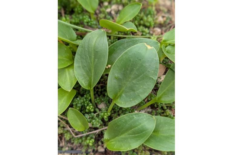 Biarum marmarisense&nbsp;10797