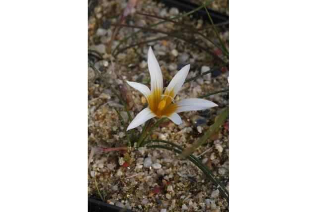 Zuid Afrikaanse krokus
