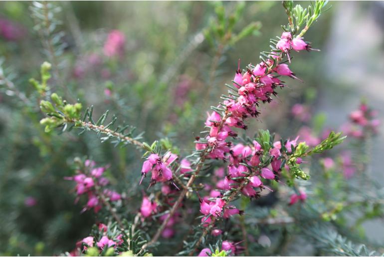 Erica x darleyensis 10882