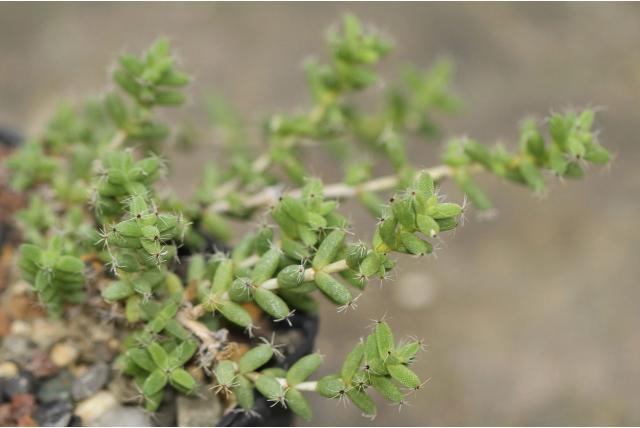 Bebaarde trichodiadema