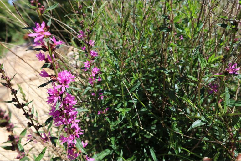 Lythrum virgatum 'Dropmore Purple' -11602