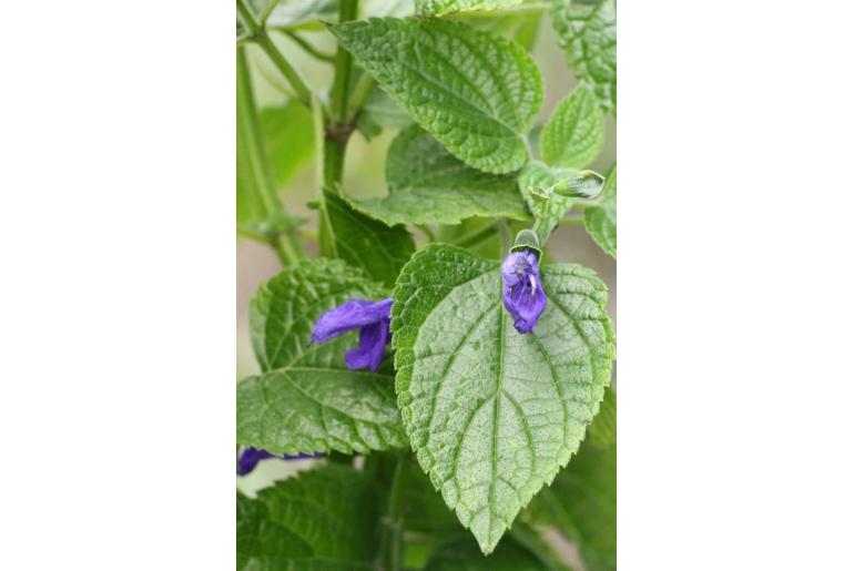 Salvia lamiifolia -11956