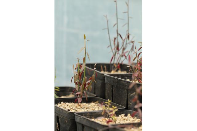 Balansa's polygaloides