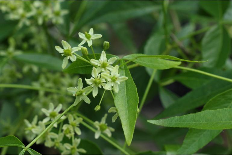 Ptelea trifoliata var lutescens -12229