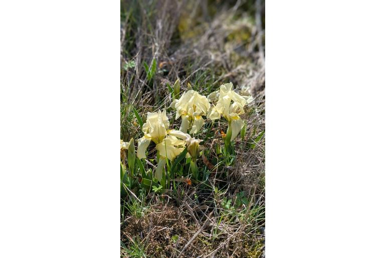 Iris lutescens&nbsp;12314