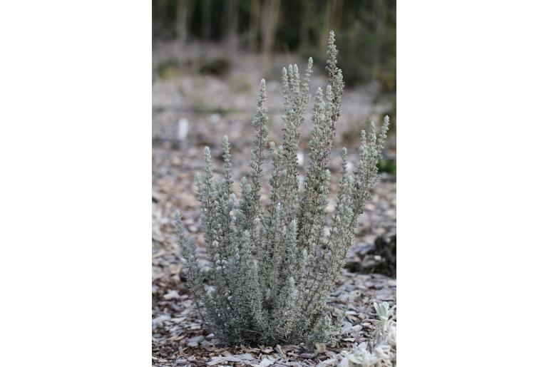 Salvia x mendizabalii Salvia x mendizabalii -12361