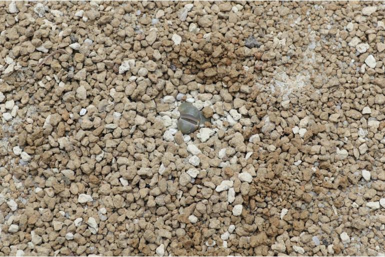 Lithops villetii -12470