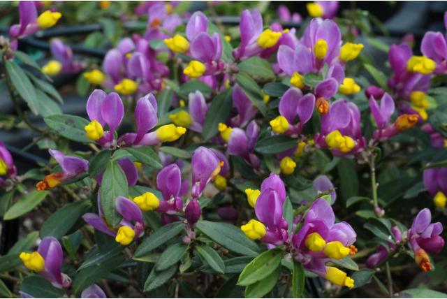 Dwerg buxus polygala