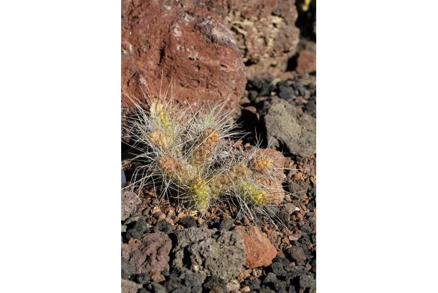 Weber's tephrocactus