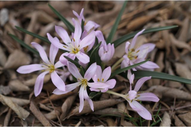Hongaarse herfstkrokus