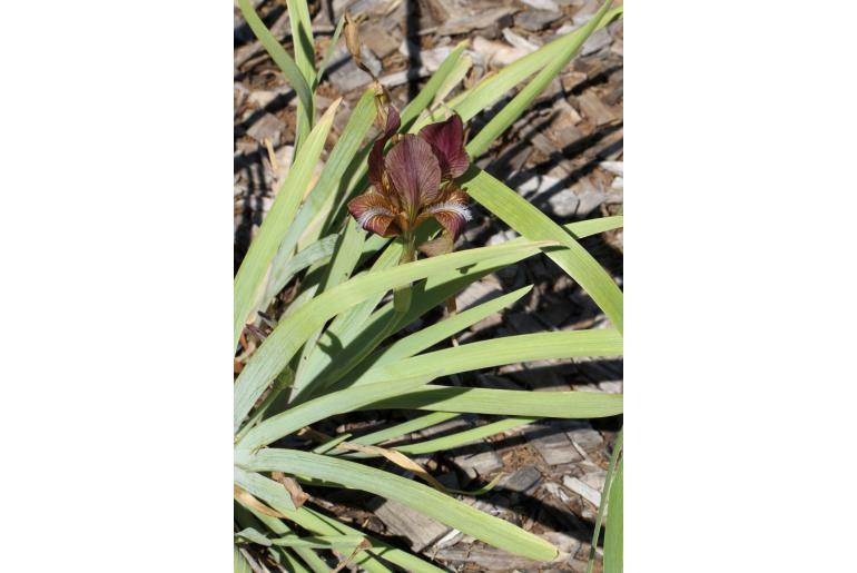 Iris lineata -12868
