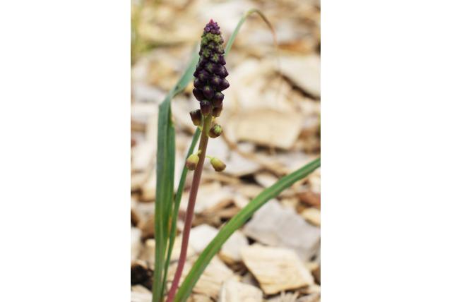 Spreitzenhofer's leopoldia