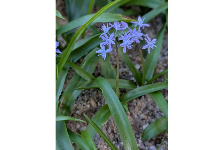 Scilla messeniaca -13534