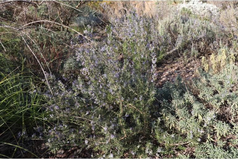Salvia x lavandulacea -13623