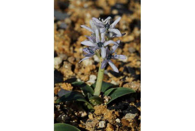 Hyacinthoides met trilhaar