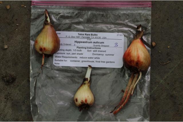 Paleis Amaryllis