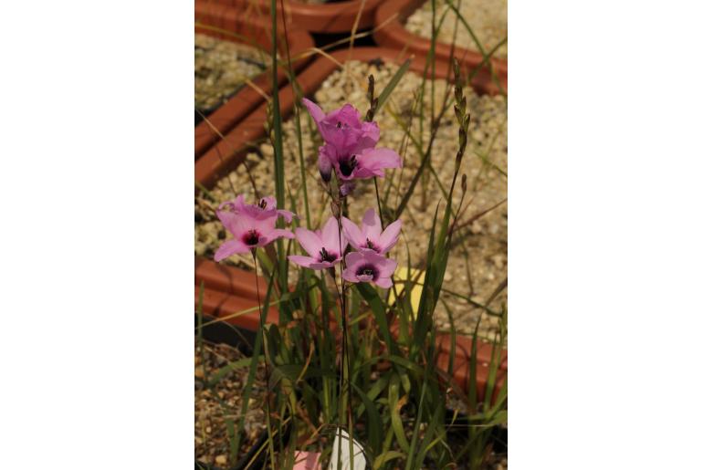 Ixia gloriosa 14756