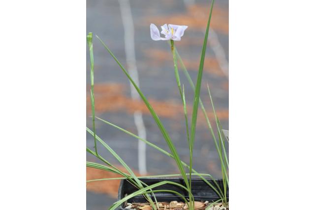 Bleke calydorea