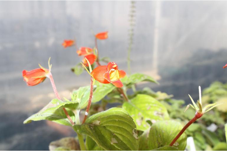 Seemannia nematanthodes -15029