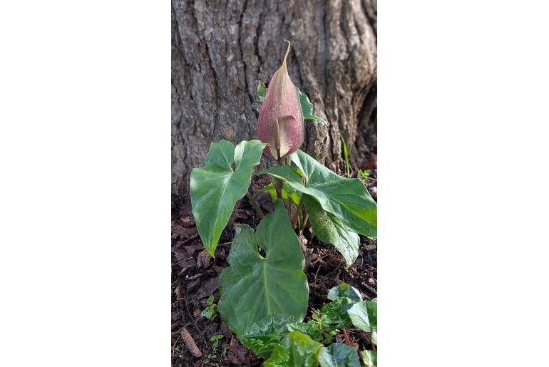 Arum rupicola -15210