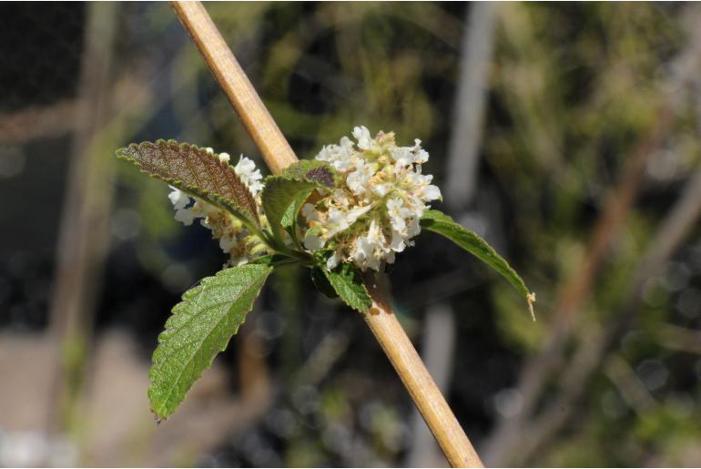 Aloysia virgata -15215