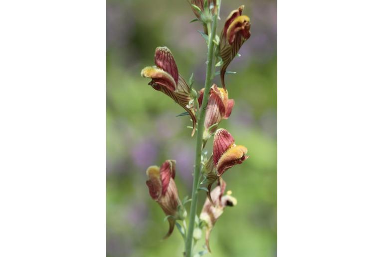 Linaria ventricosa -15222