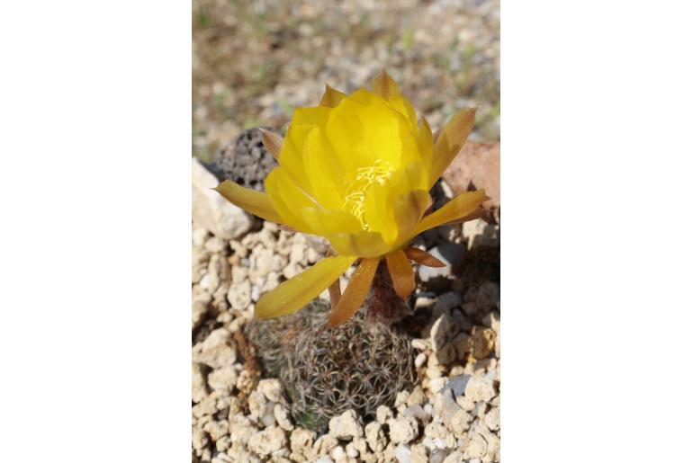 Weingartia breviflora -15269