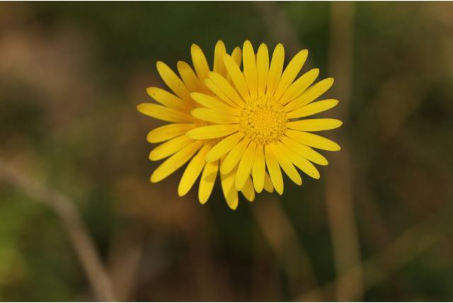 Fijnbladige goudsbloem