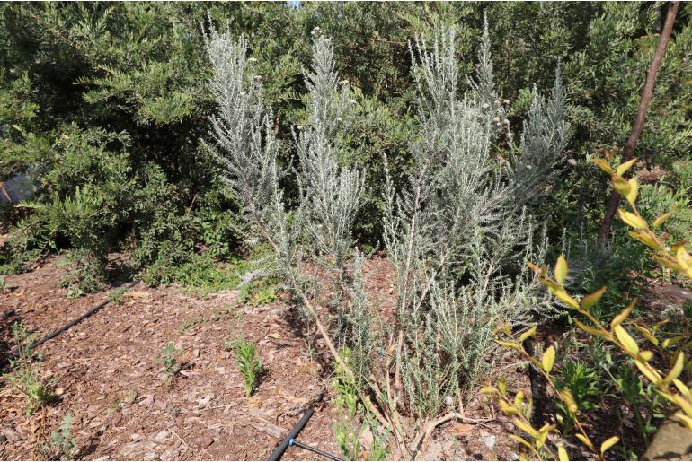 Ozothamnus rosmarinifolius 'Silver Jubilee' -15382