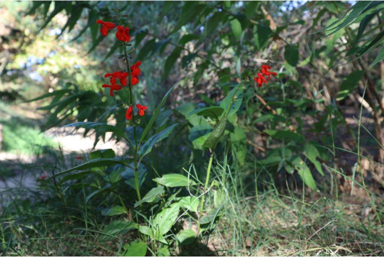 Salvia pansamalensis Salvia pansamalensis -15411