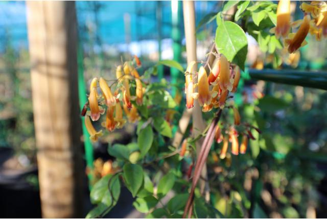 Trompetbloem 'Golden Shower'