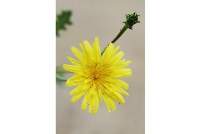 Geligeerde reichardia
