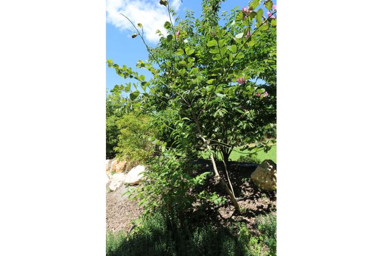 Bauhinia variegata 'Rubra' -16098