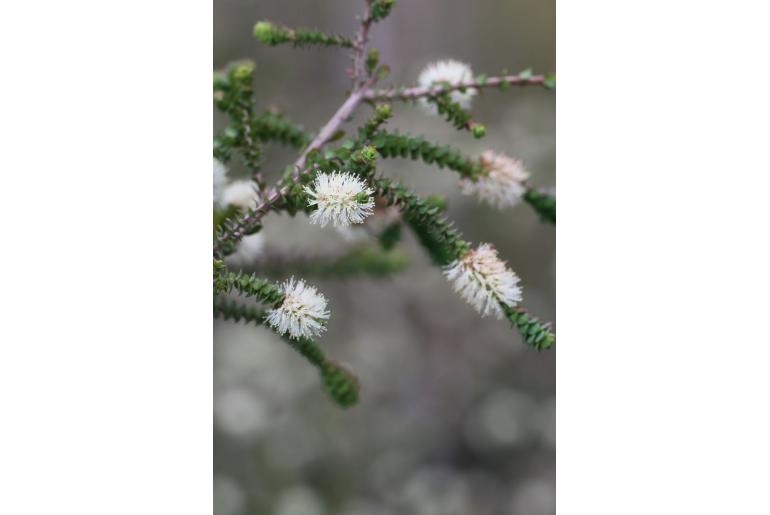Melaleuca dempta -16157
