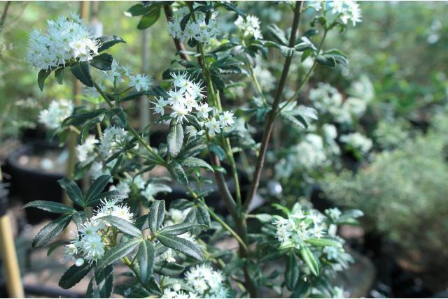 Franklin's acradenia