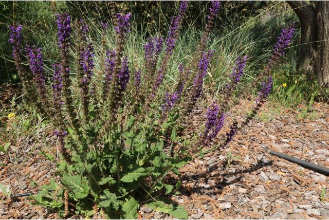Bos salie 'Rhapsody in Blue'