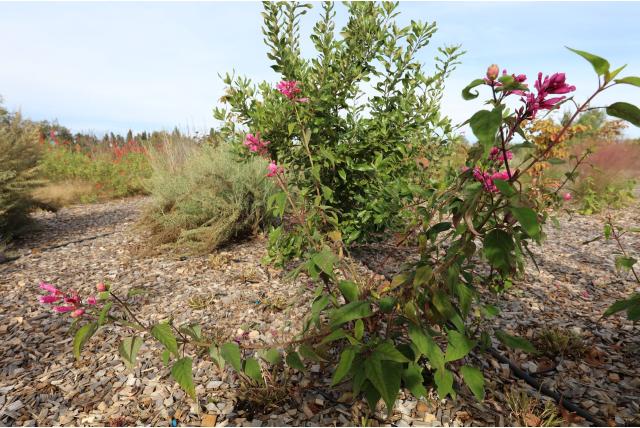 Roseblad salie 'Bethellii'